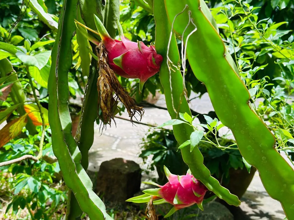 Do River Homestay Hội An 0*,  Vietnam