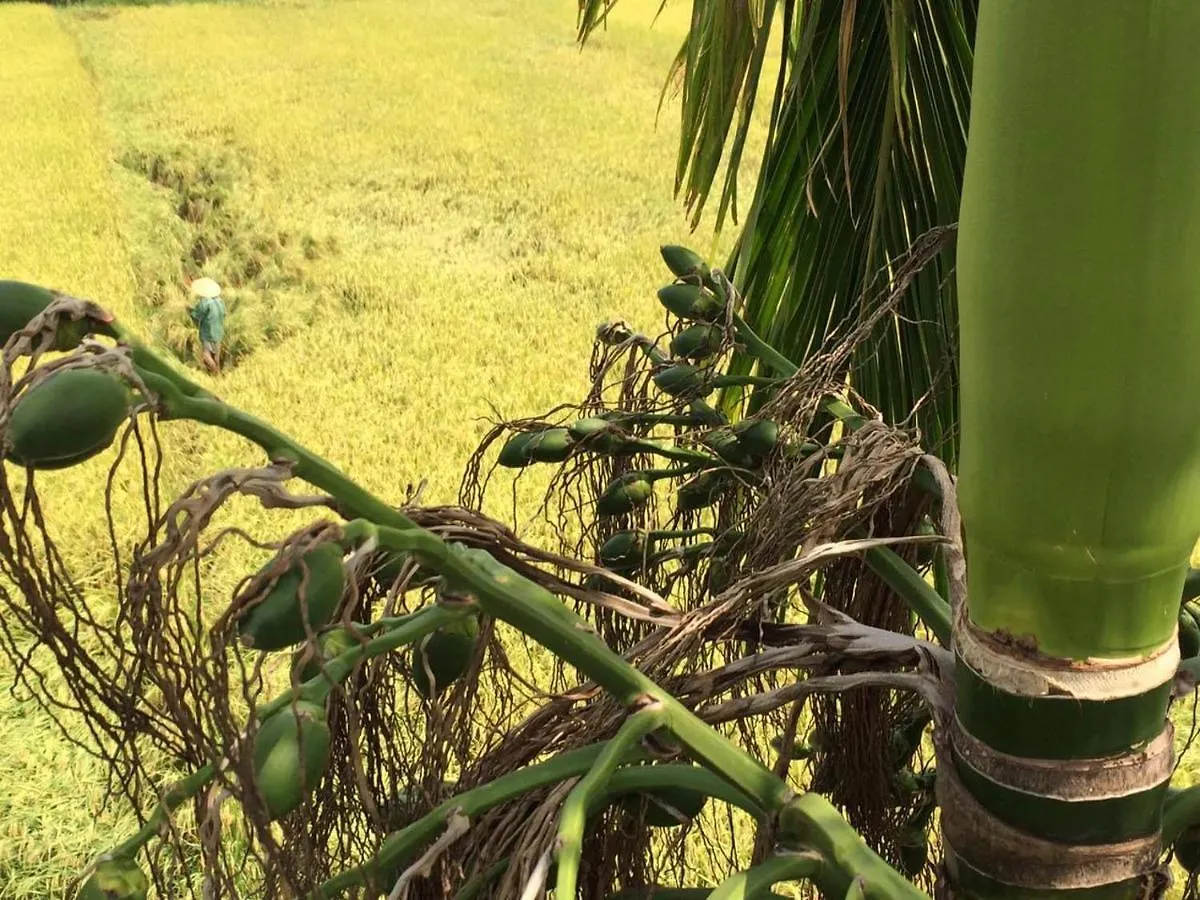 Do River Homestay Hội An Vietnam